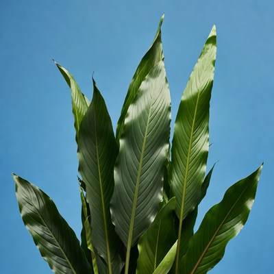 Green banana leaves on blue background