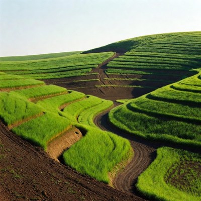 Green terraced rice fields landscape