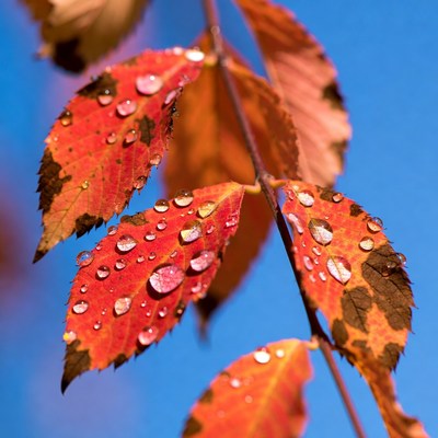 Red Autumn Leaves with Water Droplets