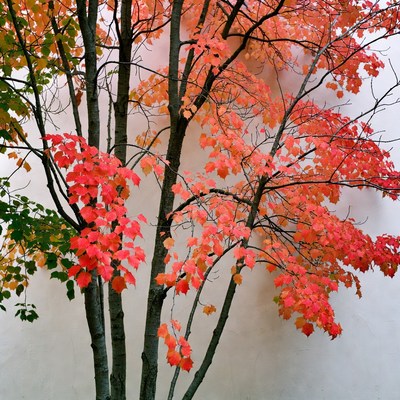 Autumn Maple Tree Against White Wall
