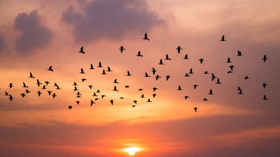 Flock of Birds Flying at Sunset