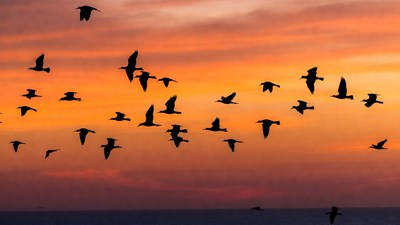 Birds flying in sunset silhouette