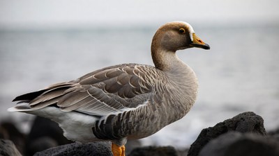 Greylag Goose on Rocky Shore