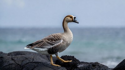 Egyptian Goose on Volcanic Rocks