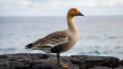 Egyptian Goose on Rocky Beach