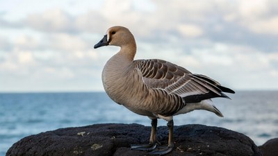 Nene Goose on Rocky Beach