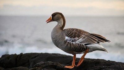 Greylag Goose on Rocky Shore