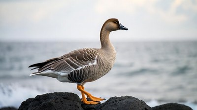 White-fronted Goose on Rocky Beach