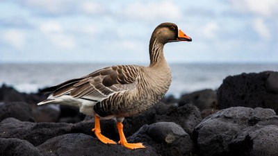 Goose standing on black rocks by ocean