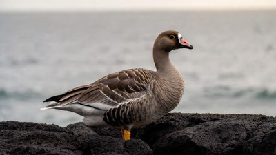 Spur-winged Goose on Rocky Beach