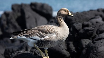 White-fronted Goose on Rocks