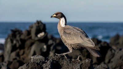 Masked Lapwing on rocky beach