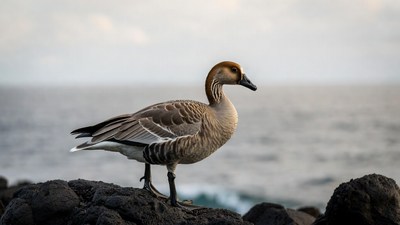 Goose standing on rocky ocean shore