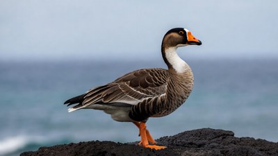 Nene Goose on Rocky Ocean Cliff