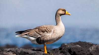Greylag Goose on Black Rocks