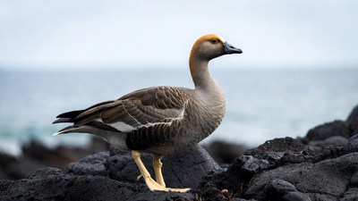 Nene Goose on Volcanic Rocks