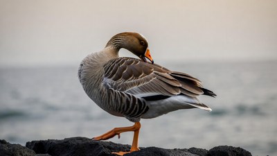 Greylag Goose on Rocky Beach