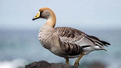 Nene Goose on Rocky Shore