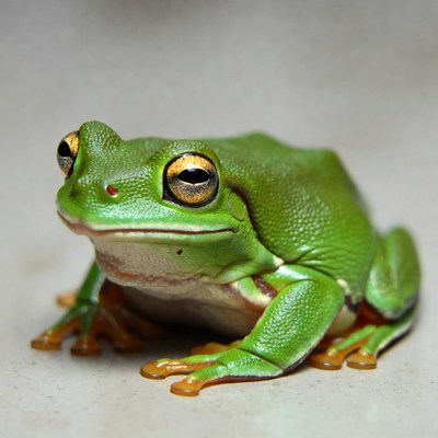 Green tree frog with golden eyes