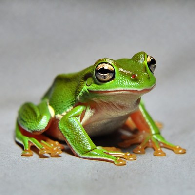 Green tree frog closeup
