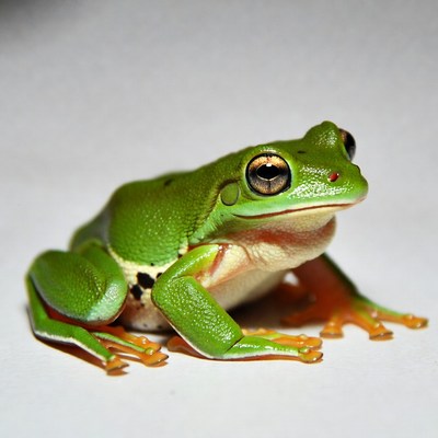 Green tree frog on white background
