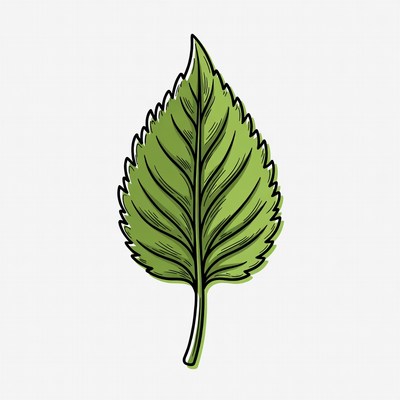 Green serrated leaf illustration