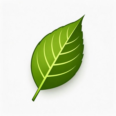 Green Leaf Illustration
