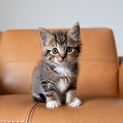 Cute tabby kitten on leather sofa