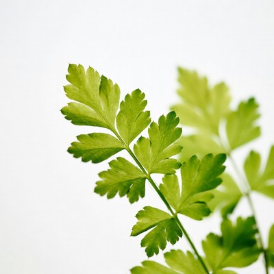 Fresh Parsley Leaves on White Background