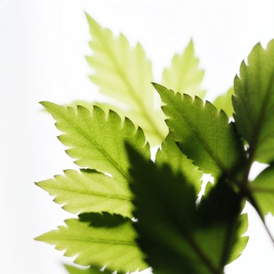 Green cannabis leaves on white background