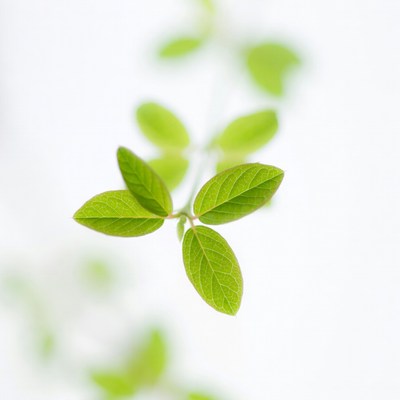 Fresh green leaves on white background