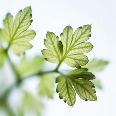 Green Parsley Leaves on White Background