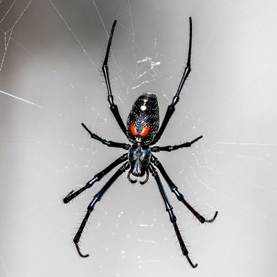 Black spider with red eyes on web