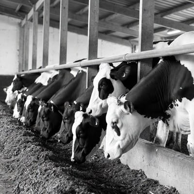 Cows eating in barn trough
