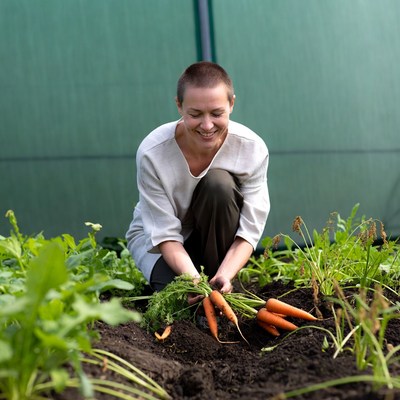 Woman harvesting carrots in garden