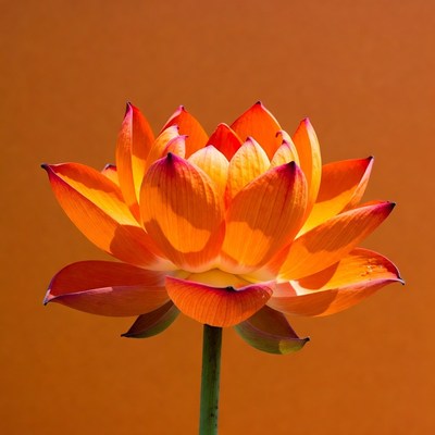Vibrant Orange Lotus Flower
