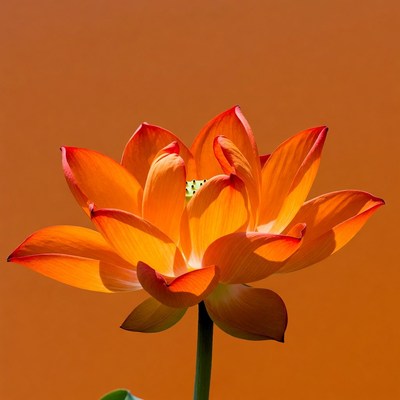 Vibrant Orange Lotus Flower
