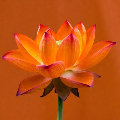 Orange lotus flower with water droplets