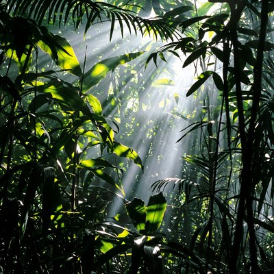 Sunlight rays in lush jungle