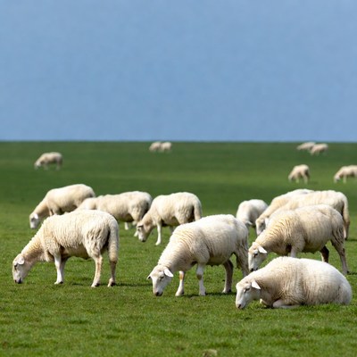 Sheep grazing in green field