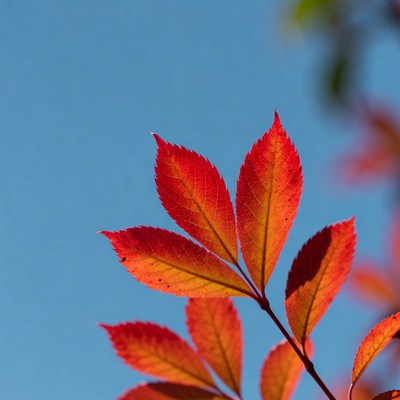 Red sumac leaves against blue sky