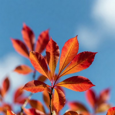 Red Autumn Leaves Against Blue Sky