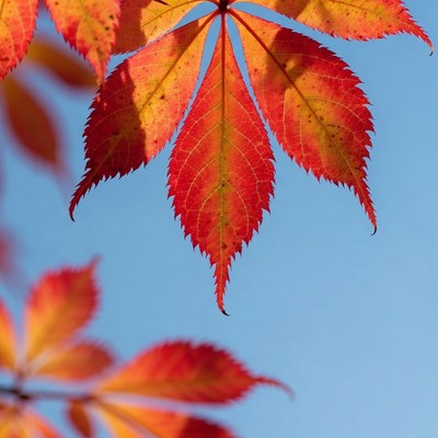 Red Maple Leaves Against Blue Sky
