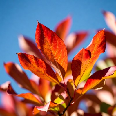 Red Autumn Leaves on Blue Sky