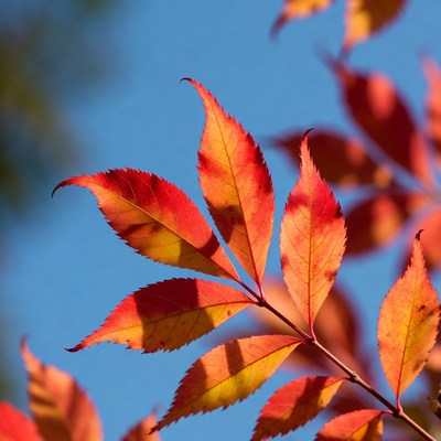 Red autumn leaves against blue sky