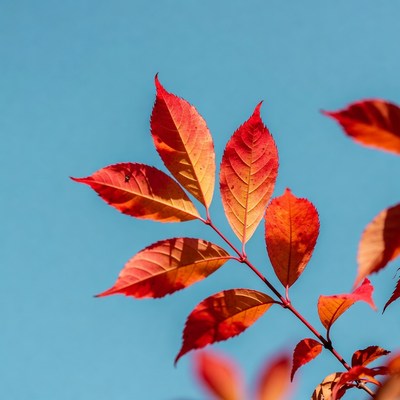 Red autumn leaves on blue sky