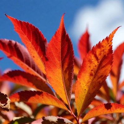 Red autumn leaves against blue sky