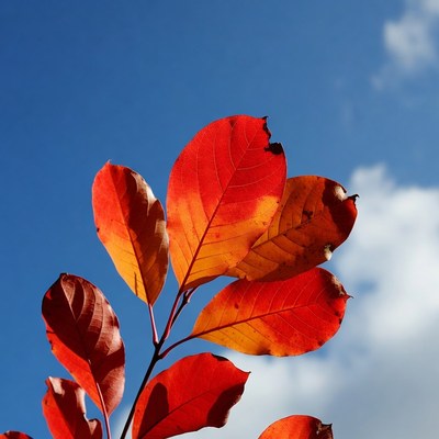 Red Autumn Leaves Against Blue Sky