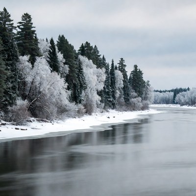 Snowy Pine Trees Along Frozen River
