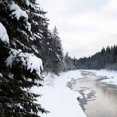 Snowy River in Forest